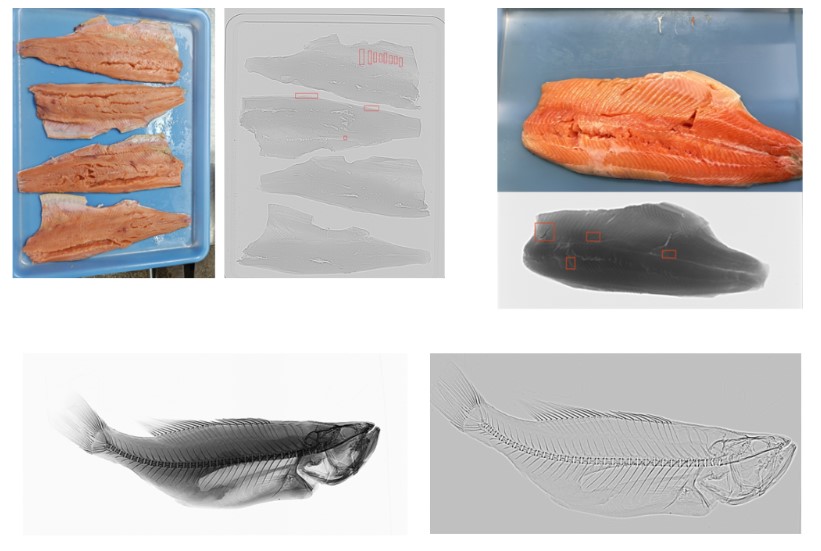 Đi Vietfish 2026? Mang mẫu cá đến HPT Việt Nam và thử X-Ray dò xương cá thực tế 7 may do xuong ca hptvn 1